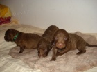 tata Chesapeake bay retriever