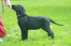 Flat coated retriever