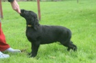 Flat coated retriever