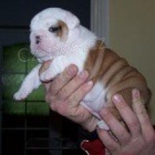 P�kn� Anglick� buldok �t��ata