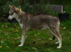 Sibi�sk� Husky