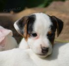 jack russell terier