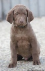 Chesapeake bay retriver-hnd s PP jako hnd labr