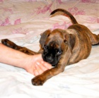 Fenka ��h. �t��. boxerky  s PP