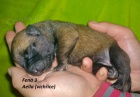 Belgick ovk Malinois s PP!!!