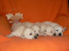Zlat� retr�vr - golden retriever s PP