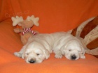 Zlat� retr�vr - golden retriever s PP