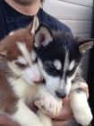 Kr�sn� Sibi�sk� husky �t��ata  