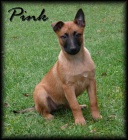 Belgick ovk malinois s PP - odbr ihned