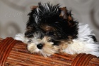 Biewer Yorkshyre terrier