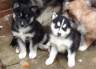 1 pejsek a 1 fenka kr�sn� �ern� a b�l� sibi�sk� husky �t��ata