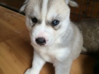 1 pejsek a 1 fenka kr�sn� �ern� a b�l� sibi�sk� husky �t��ata