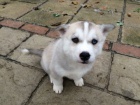 Husky �t��ata na prodej