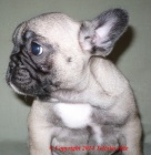 Francouzsk� buldo�ek - skv�l� nab�dka