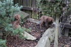 tata Chesapeake bay retriever