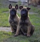 Bel.ovk - malinois