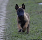 Bel.ovk - malinois