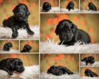 Flat Coated Retriever s PP