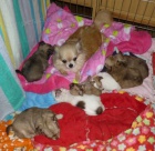 Nab�z�m k prodeji �t���tka �ivavy dlouhosrst� s PP