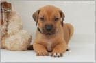 Rhodesian Ridgeback