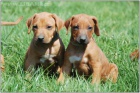 Rhodesian Ridgeback