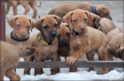 Rhodesian Ridgeback