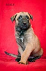 Belgick ovk - Malinois s pp