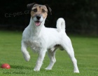 Jack Russel teri�r s PP ke kryt�