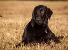 Flat coated retriever s PP