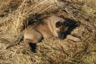 Prodm tata Belgickho ovka - Malinois