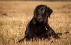 Flat coated retriever s PP