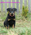 Beauceron ttka s PP