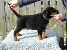 Beauceron ttka s PP