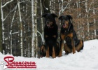 Beauceron - tn - francouzsk ovk - prodej