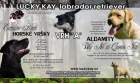 Labradorsk� retrivr