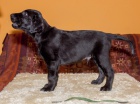 tn Flat Coated Retrievera