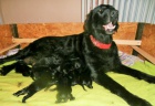 Flat coated retriever s PP