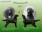 Flat coated retriever s PP