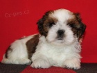 Shih-tzu, i-tzu ttka s PP