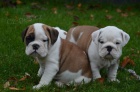 Anglick� buldog na predaj s PP