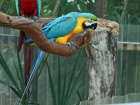 Ara ararauna - 