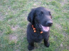 Flat Coated Retriever - tn s PP