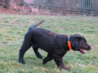 Flat Coated Retriever - tn s PP