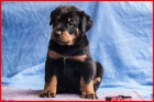 Beauceron - ttka s PP