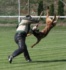 belgicky ovcak malinois