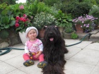 Briard ttka