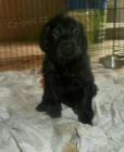 Flat coated retriever s PP