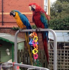 roztomil� papou�ci k dispozici  