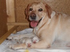 Labrador - �lut� �t���tka s PP