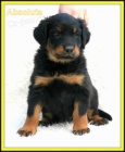 Beauceron - tn s PP - v R nov 